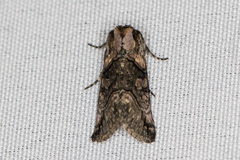 Abrostola microvalis