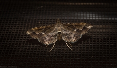 Merodictya marmorata