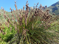 Thamnochortus pluristachyus