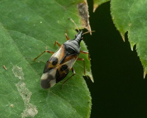 Common Flowerbug photo 4
