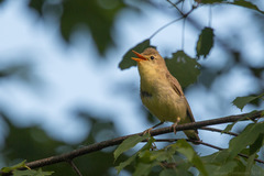 Hippolais icterina