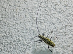 Macrochenus tigrinus