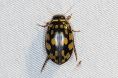 Thermonectus marmoratus