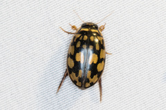 Thermonectus marmoratus
