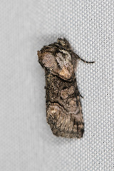 Abrostola microvalis