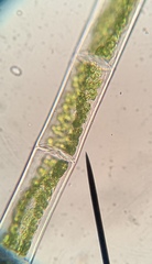 Sirocladium