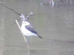 Fluvicola albiventer