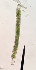 Pleurotaenium trabecula