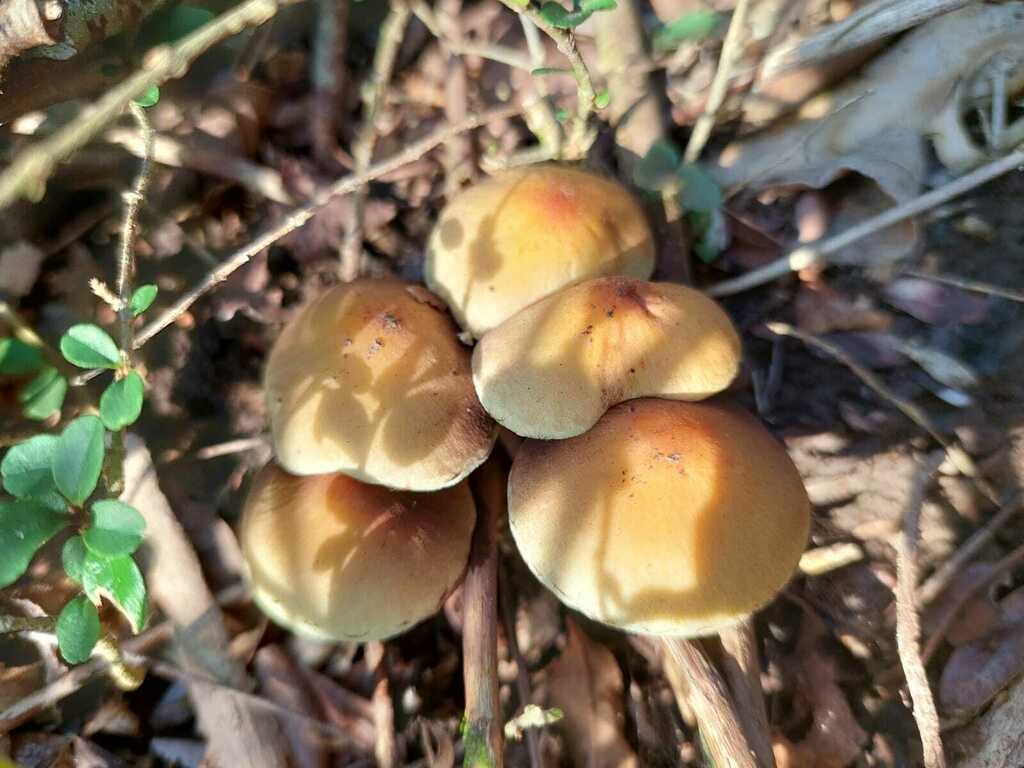Hypholoma fasciculare · August 2023 · photo: © andreaargentinat (iNaturalist, cc-by)