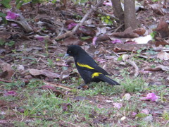 Cacicus chrysopterus