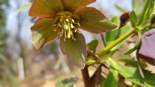 Image of Helleborus atrorubens by (c) Dinka Matosevic, some rights reserved (CC BY)