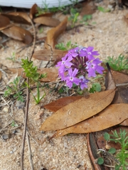 Verbena pulchella