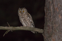Otus scops
