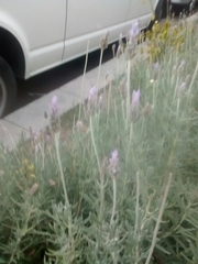 Lavandula dentata