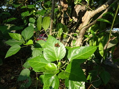 Iambrix salsala salsala