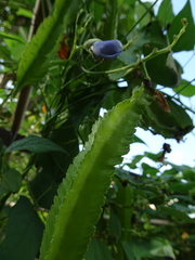 Psophocarpus tetragonolobus