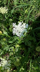 Tordylium trachycarpum