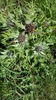 Gundelia tournefortii - Photo (c) קובי גביש, algunos derechos reservados (CC BY-NC), subido por קובי גביש