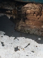 Apis mellifera