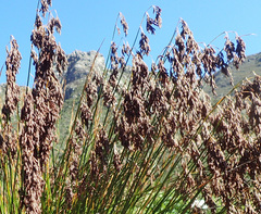 Thamnochortus pluristachyus