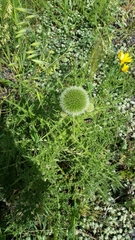 Echinops adenocaulos