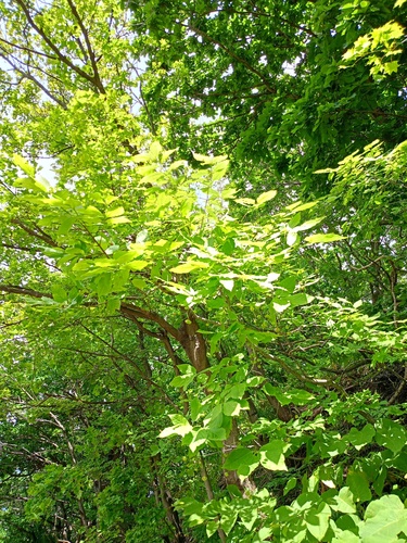 Euonymus planipes iNat (1)