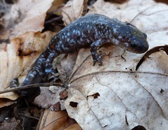 Ambystoma 'unisexual complex'