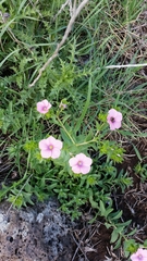 Linum pubescens