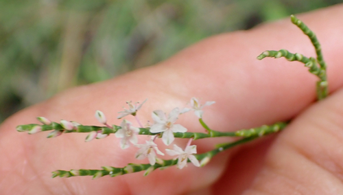 Coastal jointweed (Polygonella articulata)