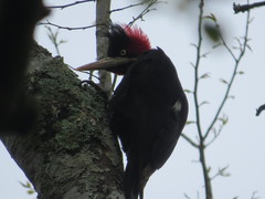 Campephilus leucopogon