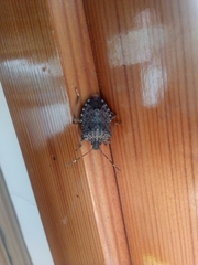 Halyomorpha halys