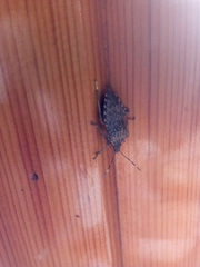 Halyomorpha halys