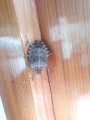 Halyomorpha halys