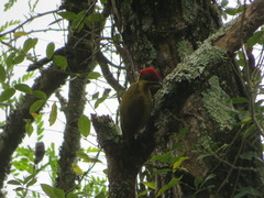 Piculus chrysochloros