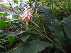 Alpinia uraiensis