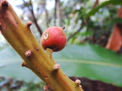 Alpinia uraiensis