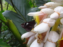 Alpinia uraiensis