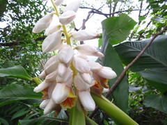 Alpinia uraiensis