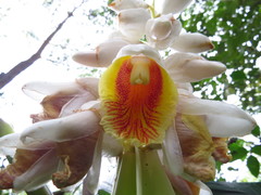 Alpinia uraiensis