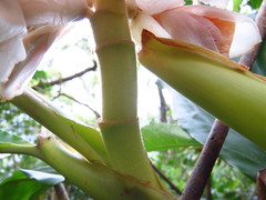 Alpinia uraiensis