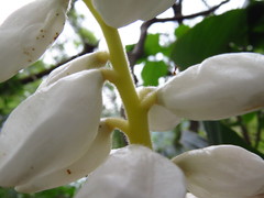 Alpinia uraiensis