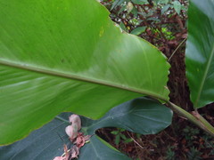 Alpinia uraiensis