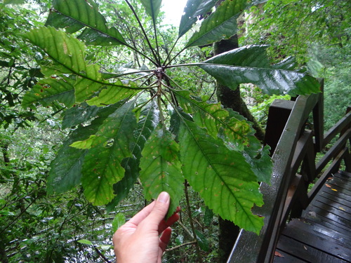 Rhaphiolepis deflexa