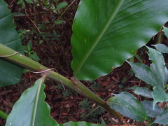 Alpinia uraiensis