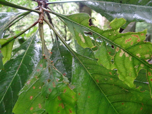 Rhaphiolepis deflexa