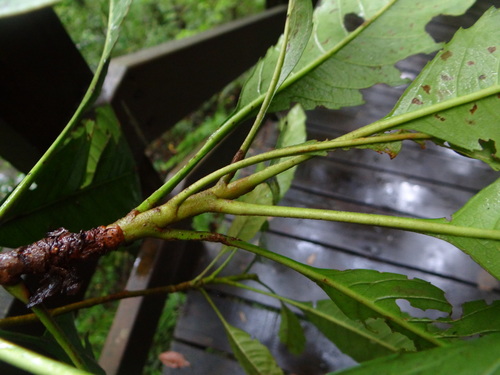 Rhaphiolepis deflexa