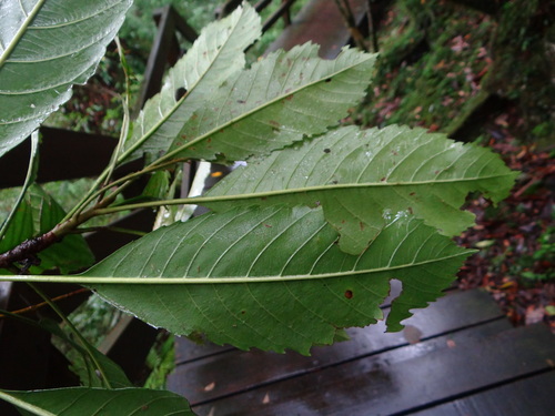 Rhaphiolepis deflexa