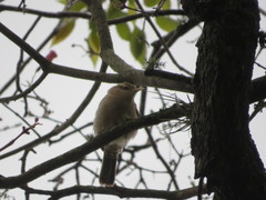 Campylorhynchus turdinus