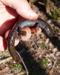 Ambystoma 'unisexual complex'