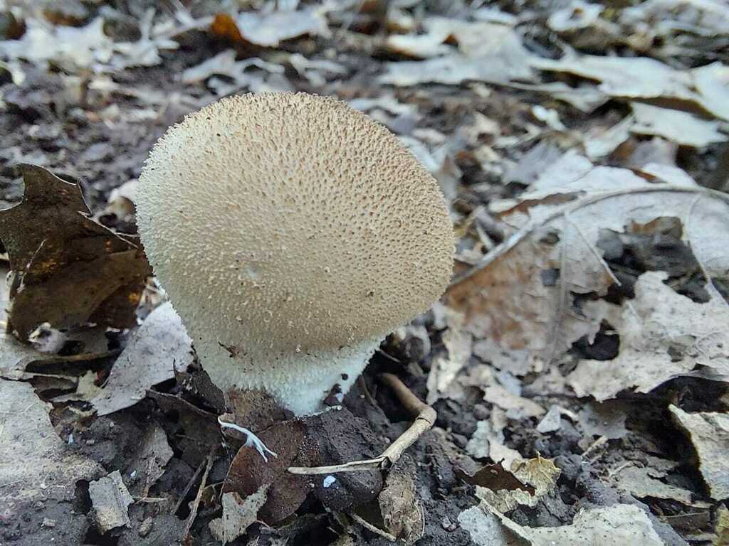Lycoperdon perlatum · August 2023 · photo: © andreaargentinat (iNaturalist, cc-by)